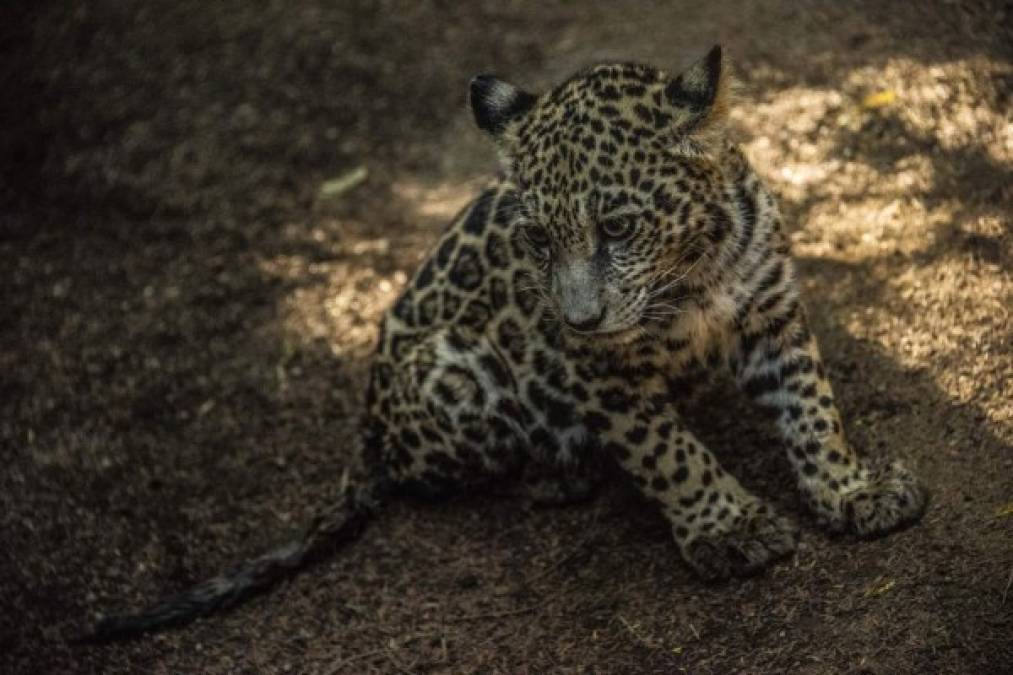 Los jaguares son, junto con el tapir o dantos, los animales con mayor peligro de extinción en Nicaragua.