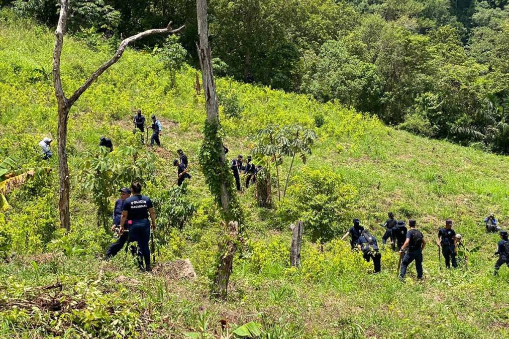 Los agentes de la Policía que participan en la operación procedieron a la erradicación de plantas coca.