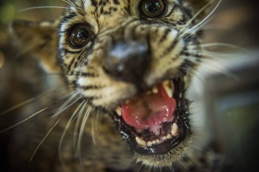 En Nicaragua, los jaguares viven principalmente en los bosques de la Costa Atlántica. Son animales carnívoros muy hábiles y fuertes, capaces de cazar cocodrilos en el agua.