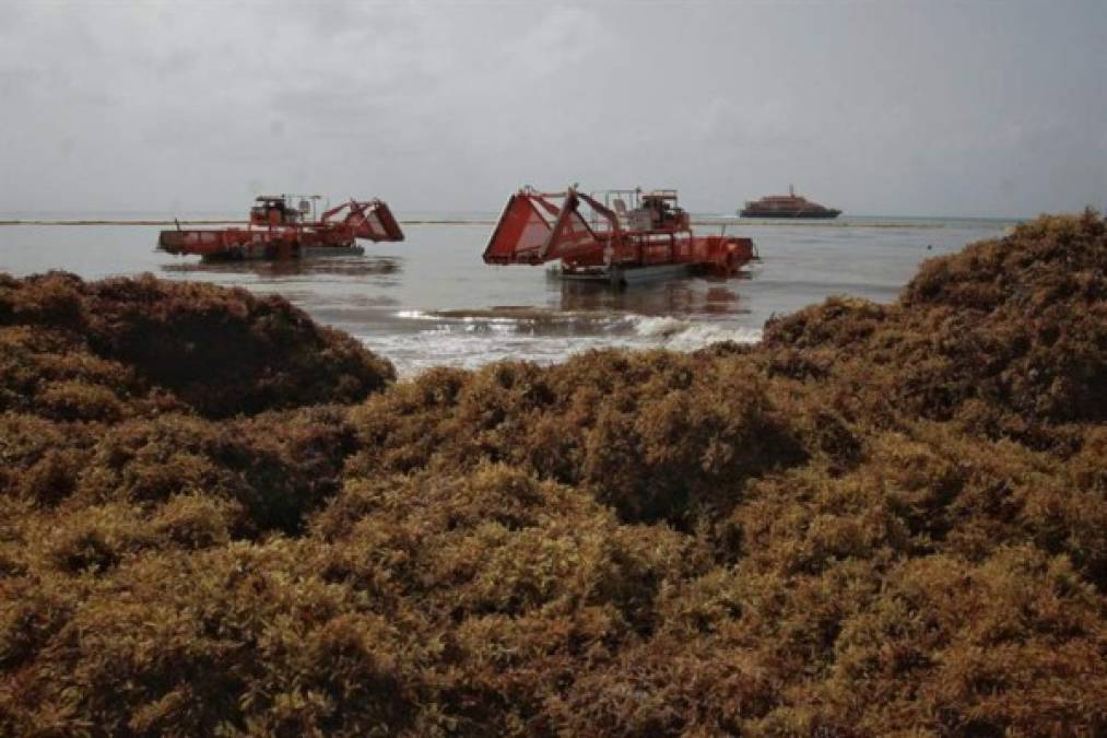 Evidencia científica apunta a que el sargazo llega arrastrado por vientos y corrientes desde un nuevo mar de dicha alga -el antiguo se localiza frente a Estados Unidos- detectado en 2011 en la zona ecuatorial del Atlántico, entre Sudamérica y África.