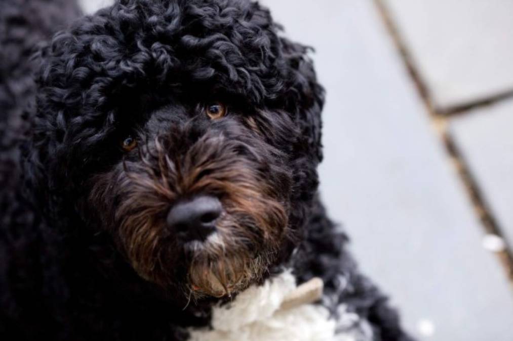 'Bo', negro con partes blancas, fue un regalo a la familia Obama por parte del senador Ted Kennedy, quien en 2008 fue uno de los grandes defensores de la campaña a la Presidencia de Barack Obama, entonces un casi desconocido senador por el estado de Illinois.