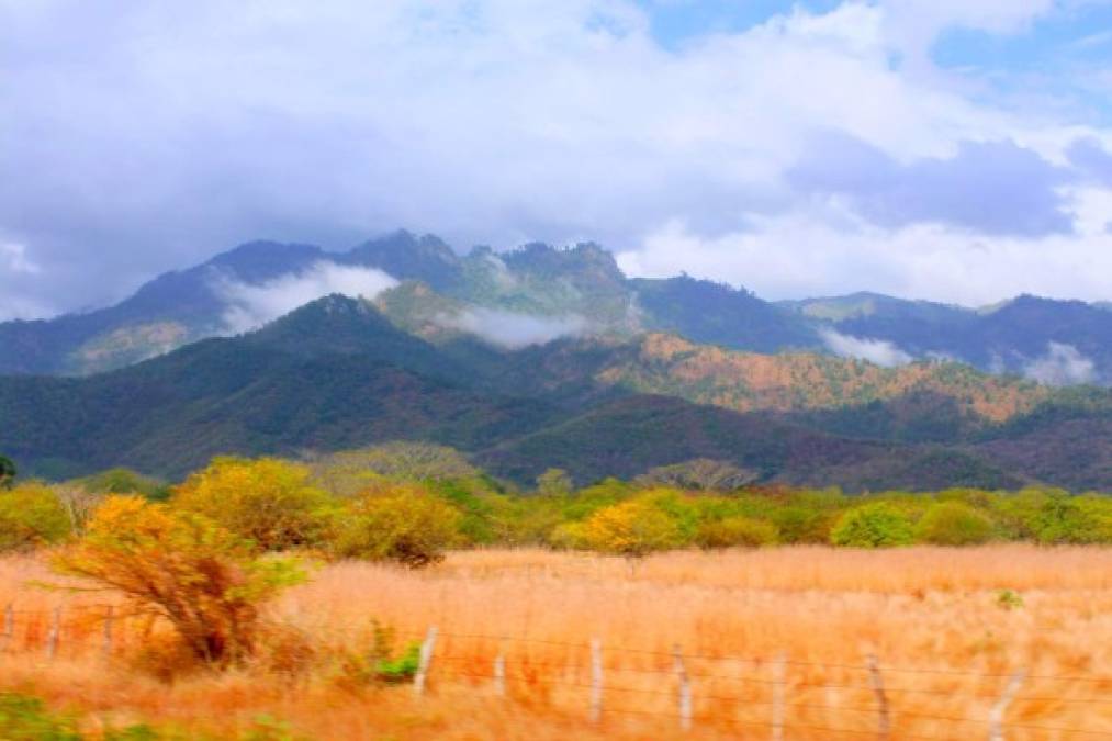 La ciudad de Olanchito está custodiada por los cerros Pacura y Nevada, y en la planicie a unos 20 minutos del centro histórico, se encuentra una maravilla única en Honduras, los bosques Seco y Muy Seco Tropical, que juntos forman el Refugio de Vida Silvestre Colibrí Esmeralda.