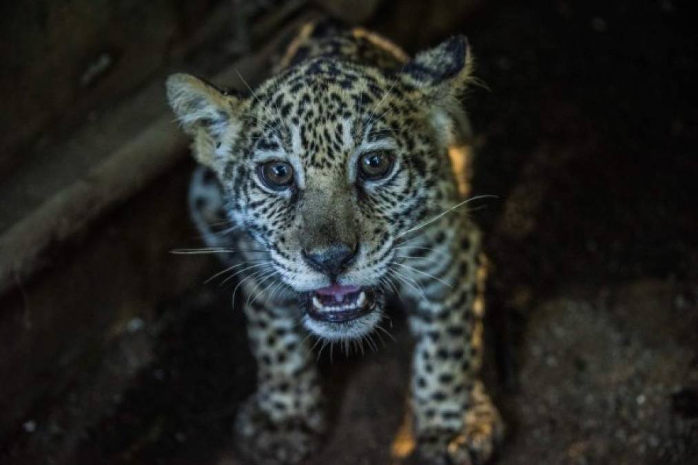 La especie jaguar (Panthera onca) está en la categoría de 'casi amenazada', en la lista roja de la Unión Internacional para la Conservación de la Naturaleza (UICN).