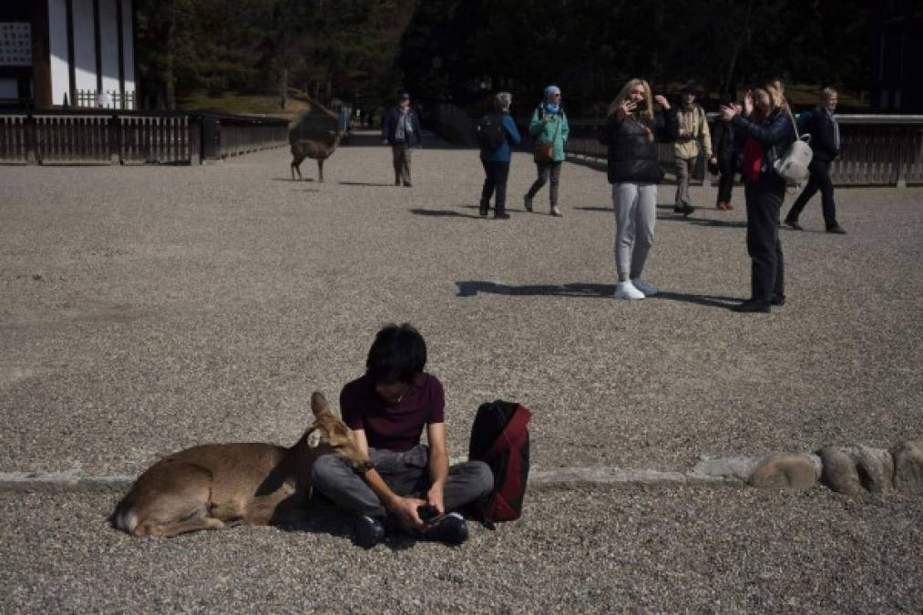 Los ciervos en Nara (Japón) son venerados como ninguna otra especie. Foto cortesía AP