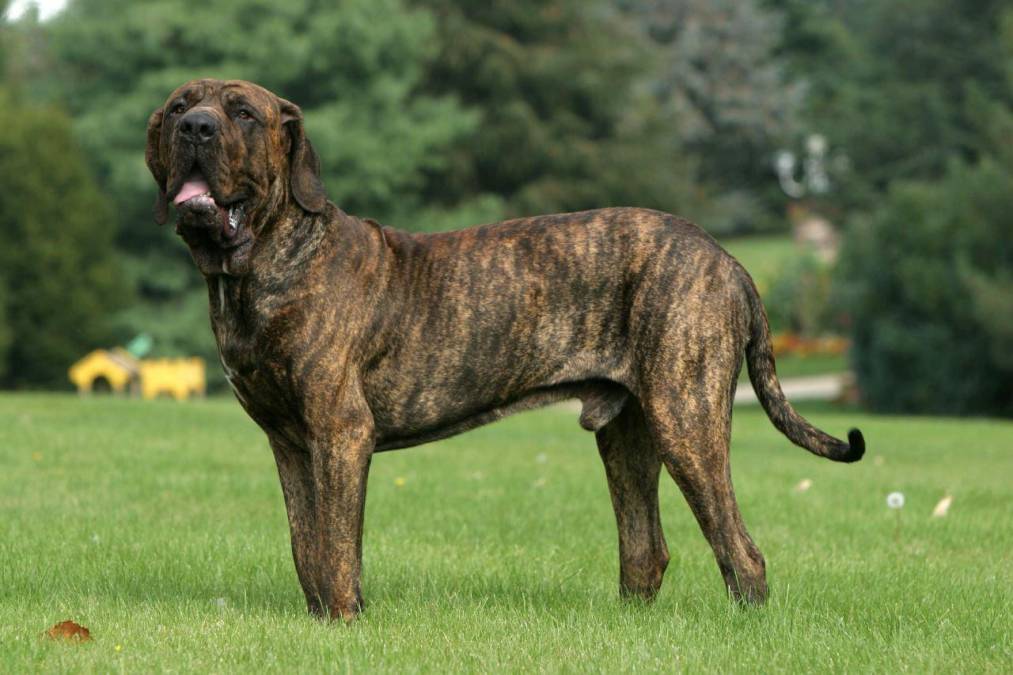 FILA BRASILEÑO: El fila brasileño es una de las razas caninas de Brasil más reconocidas a nivel global, ya sea por su gran contextura física o por formar parte de las listas de las razas de perros más peligrosos del mundo.