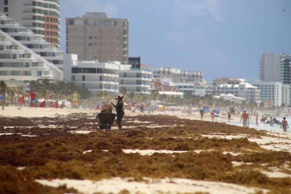 Según numerosas investigaciones científicas, se deduce que las causas del incremento pueden ser el aumento de la temperatura en las aguas marinas y los vertidos de desechos de materia orgánica en ríos de países centroamericanos, lo cual acelera el ciclo de vida y reproducción del alga.