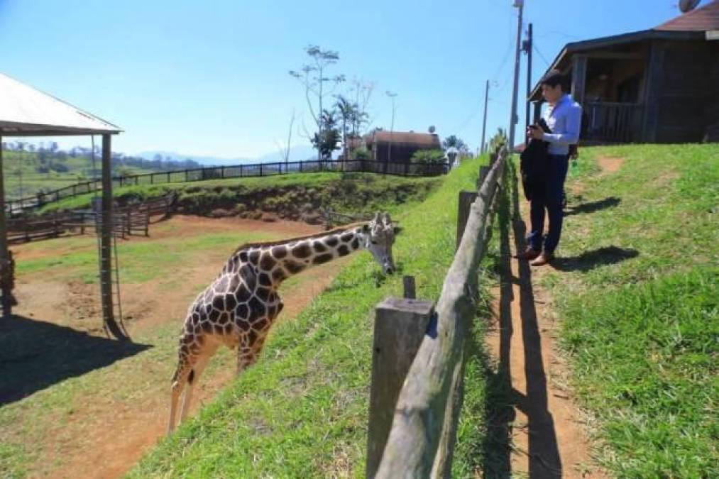 Revelan causa de muerte de la jirafa Big Boy
