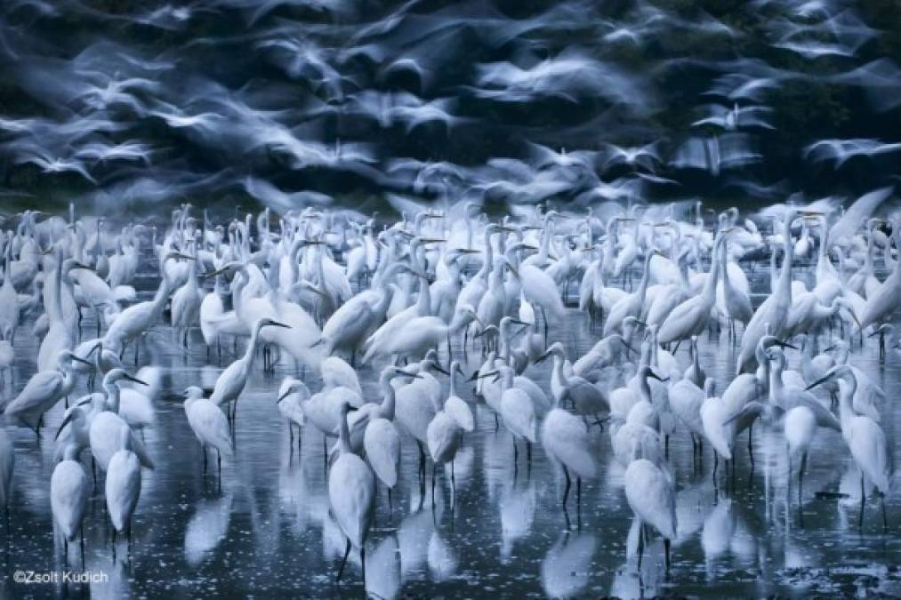 El fotógrafo Zsolt Kudich captó más de un millar de garzas blancas en el bosque húngaro de Gemenc tras una crecida del río Danubio. <br/><br/>