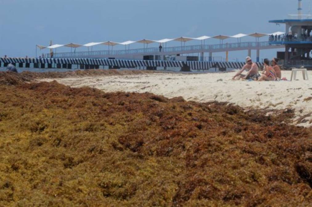 El problema es tan grave para el turismo mexicano, que Obrador pidió a la Marina encabezar un plan de acción urgente para atender la invasión de sargazo en las playas del sur del país.