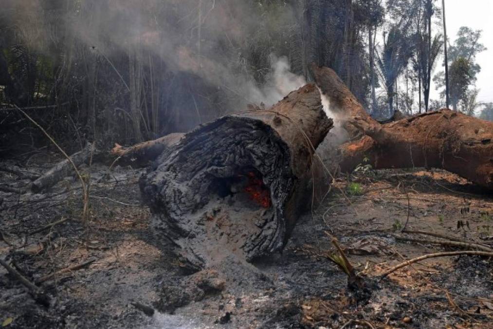 También acordaron apoyar un plan de reforestación a mediano plazo que se dará a conocer en la ONU en septiembre, adelantaron el mandatario francés Emmanuel Macron y el presidente de Chile, Sebastián Piñera.