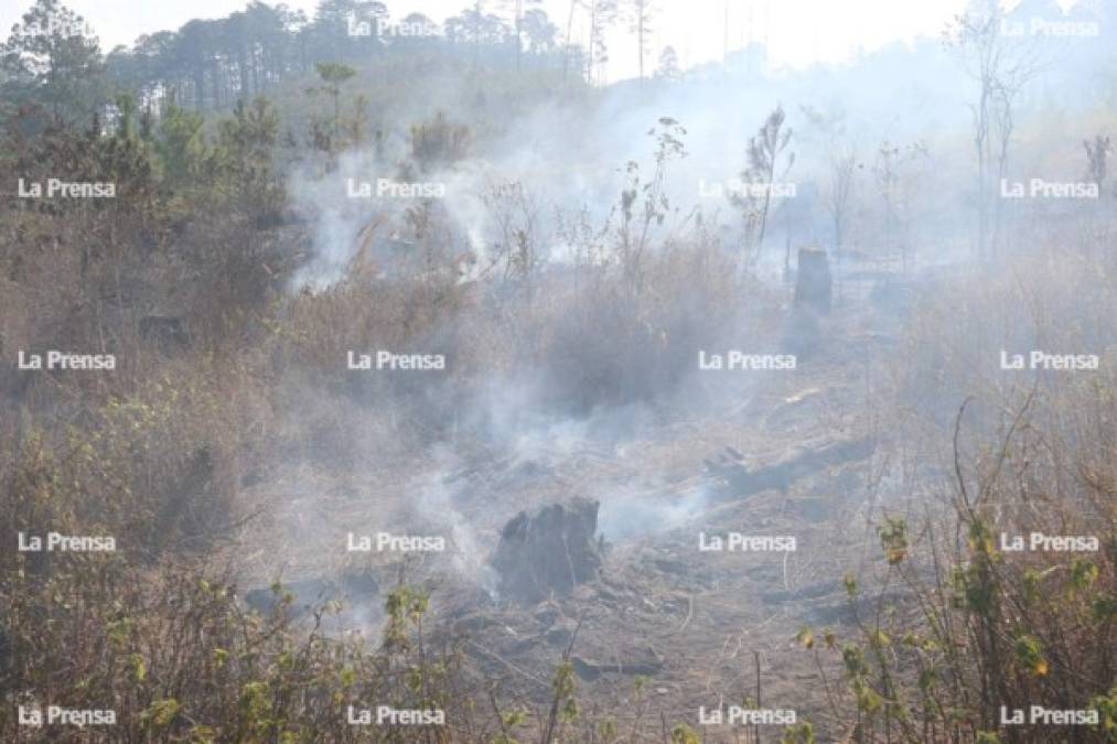 En las labores para controlar el incendio participaron más de 120 personas de distintas institucionaes como ser el Instituto de Conservación Forestal, Fuerzas Armadas, Fundación Amigos de La Tigra (Amitigra), Parques Nacionales y Bomberos.