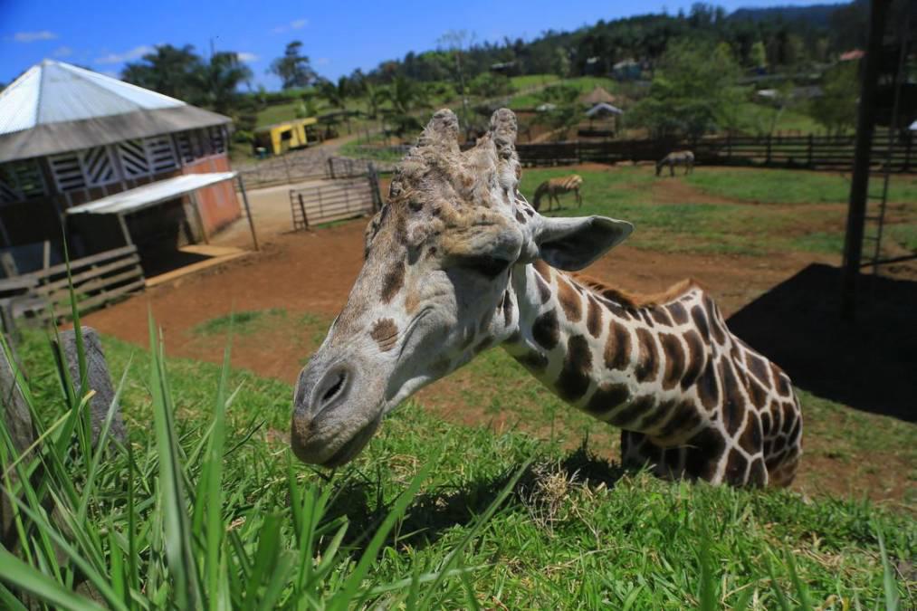 La jirafa “Big Boy” murió a finales del mes de enero en el zoológico Joya Grande.