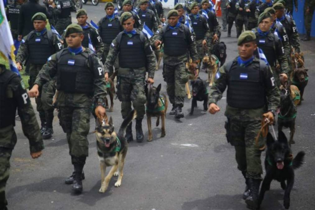 Los canes adiestrados de la Policía Militar también participaron de la fiesta patria.
