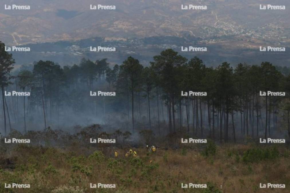 El incendio en el cerro El Carpintero pudo haber sido reactivado por humanos, según dijo Zepeda, pues se encontraron indicios de esto. 'Se ve claramente que el incendio fue intencional ya que ocurrió en áreas cercanas a una de las comunidades afectadas'.