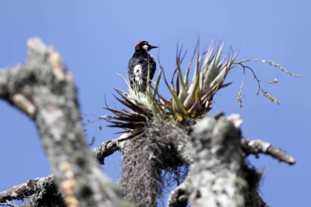 La destrucción de los bosques hondureños es visible en los cuatro puntos cardinales del país centroamericano, de 112,492 kilómetros cuadrados, que en su mayoría son montañosos.