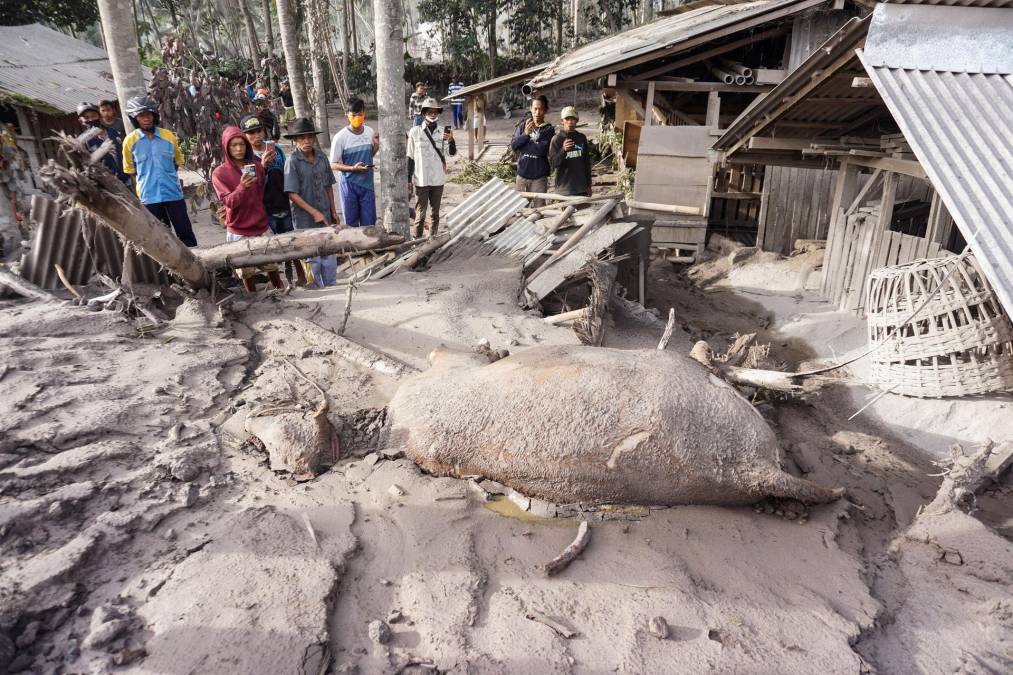 Hay vacas muertas yaciendo en el suelo y, aunque algunos animales han logrado sobrevivir, muchos están mutilados, en carne viva, abrasados por la lava.