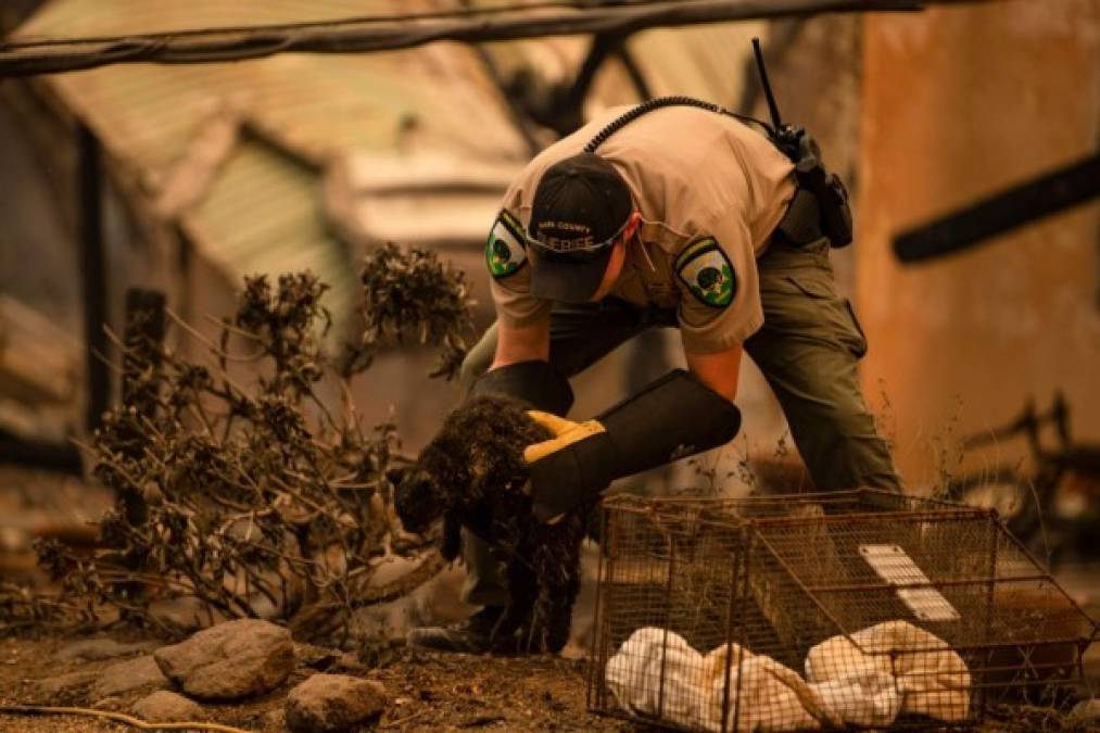 Más de 35.000 residentes fueron ordenados a evacuar y otros miles se preparan para salir de inmediato ante el 'crecimiento explosivo del fuego', que ardía a través de la vegetación seca de un escarpado terreno montañoso, dijeron autoridades, que aún investigan las causas de los incendios.