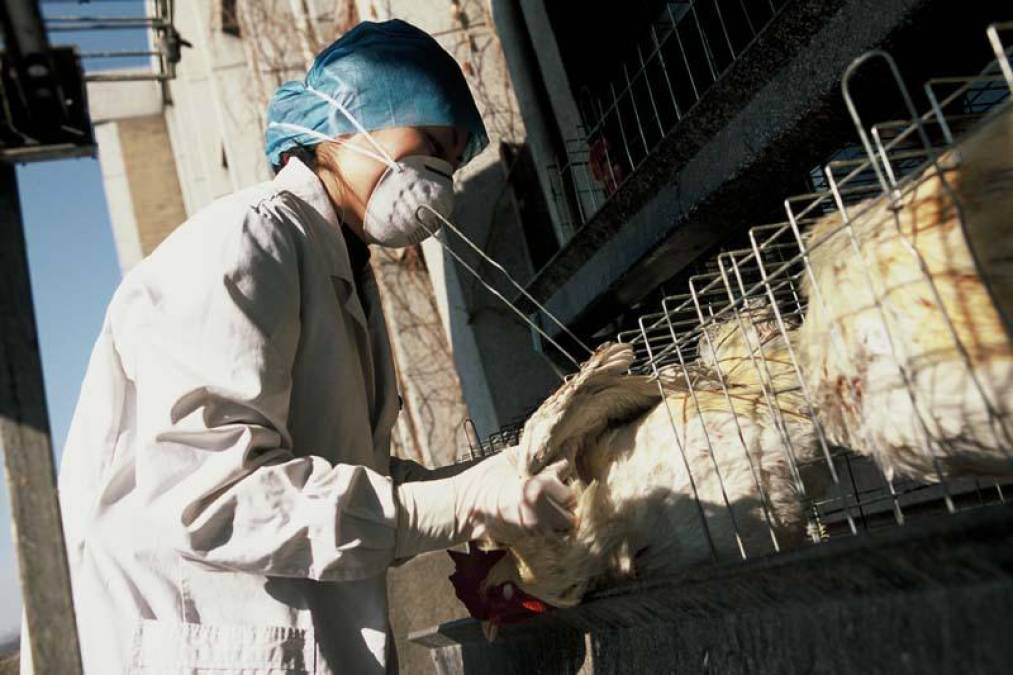 El virus H5N1 de la forma altamente patógena de la influenza aviar de origen asiático es particularmente mortal entre las aves de corral, explica CDC. 