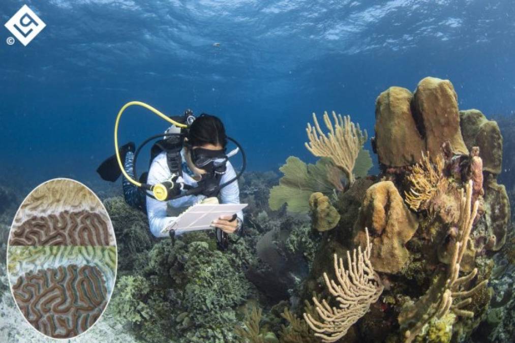 El 23 de septiembre se reportó un posible foco de infección en la costa sur de Roatán, Islas de la Bahía, luego de hacer la inspección los días 24 y 25 de septiembre, se determinó que la enfermedad Pérdida de Tejido Rápido está por primera vez presente en los arrecifes de Roatán, específicamente frente a la comunidad de Flowers Bay.