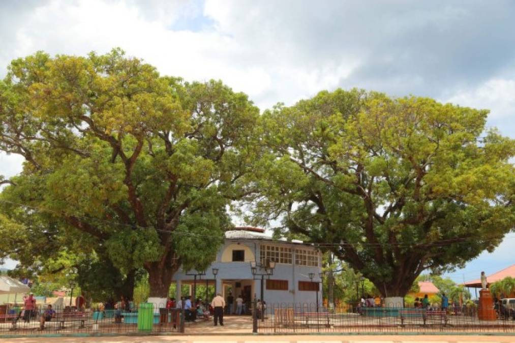 Dos enormes árboles dan vida al parque central de Trujillo.