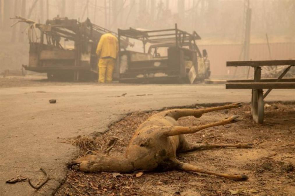 Los incendios han calcinado más de 400.000 hectáreas en Oregon, que enfrenta los peores pronósticos en su historia reciente.