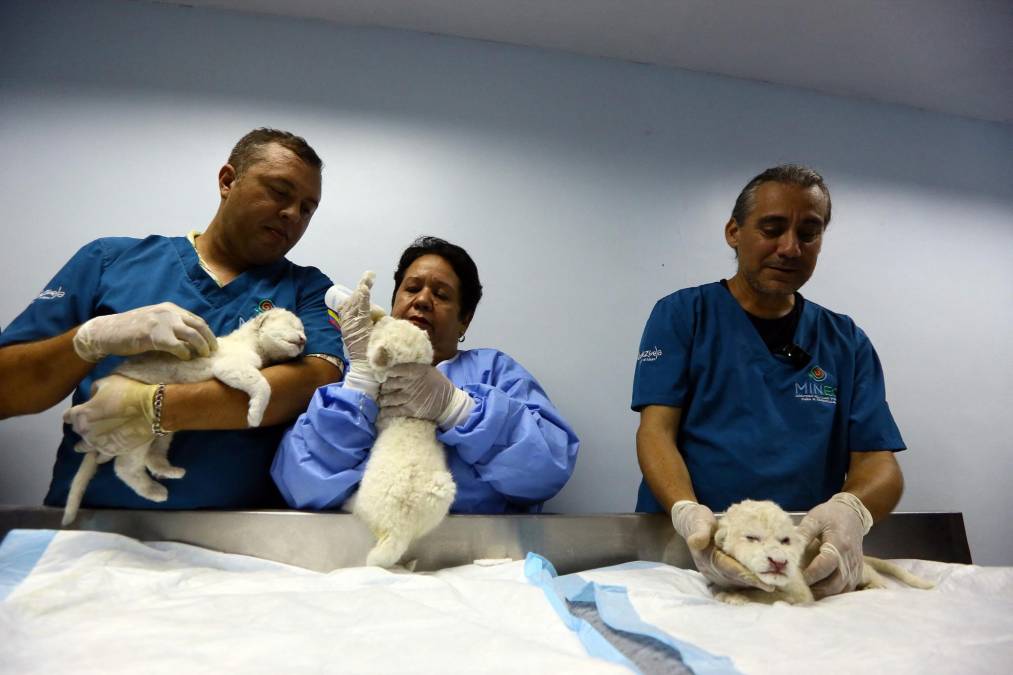 Cuidarlos es un trabajo de 24 horas. “Estamos todos abocados a sus cuidados”, afirmó Leonel Ovalle Moleiro, al frente del equipo de tres veterinarios, dos “mamás sustitutas” y cinco auxiliares.