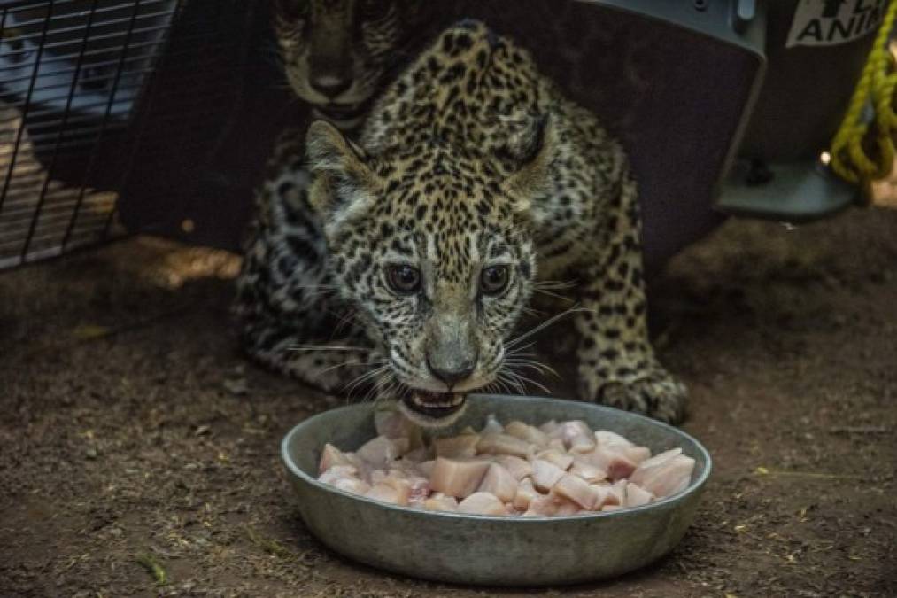 Los pequeños depredadores, de intensos ojos verdes, llegaron asustados al zoológico, ubicado a 20 km al sur de Managua.