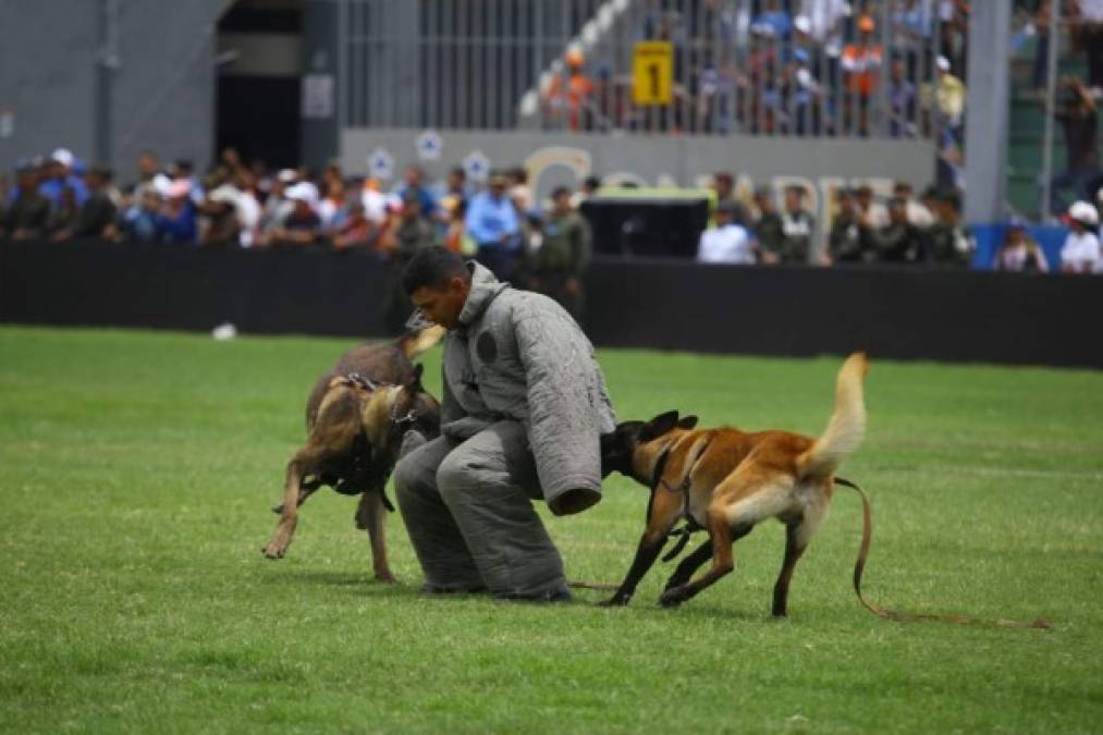 Los perros adiestrados forman parte importante de los pelotones de la Policía Militar.