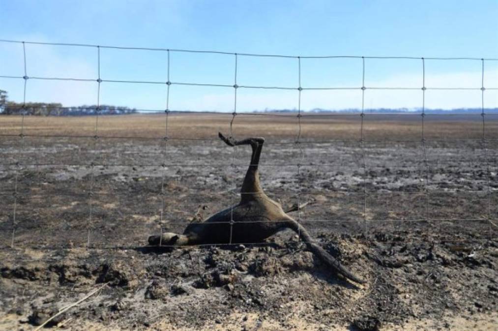 Miles de animales han muerto por los incendios, con los koalas y canguros entre los más afectados, según organizaciones locales.