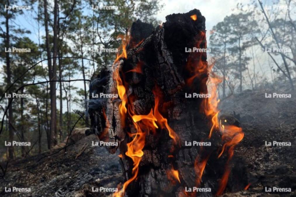 El último incendio registrado en Tegucigalpa ocurrió en el cerro El Carpintero, colindante con El Hatillo.