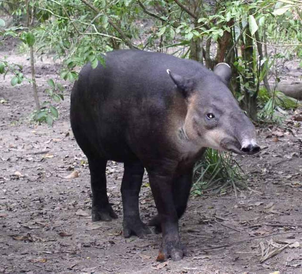 Danto (tapirus bairdii) El tapir centroamericano, o norteño, es una especie de mamífero perisodáctilo de la familia de los tapíridos.