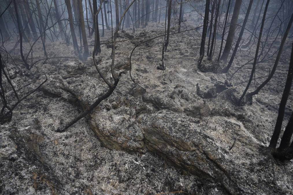 Según el sistema europeo de información sobre incendios forestales (EFFIS), los incendios quemaron este año más de 245.000 hectáreas en España, el país de Europa más castigado.