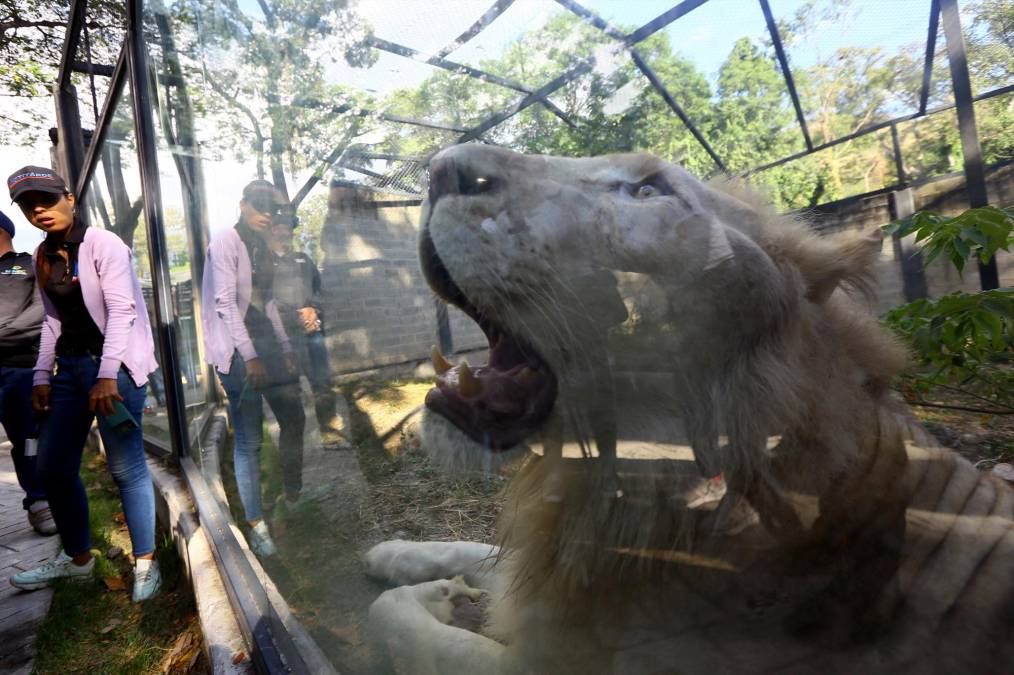 “Estamos contentos por lograr alcanzar en ese programa de reproducción un exitoso parto de nuestra leona de tres cachorros hermosos”, dijo Anthony De Benedictis, director del zoológico Las Delicias, ubicado en Maracay, estado Aragua (centro-norte), a unos 120 kms de Caracas.