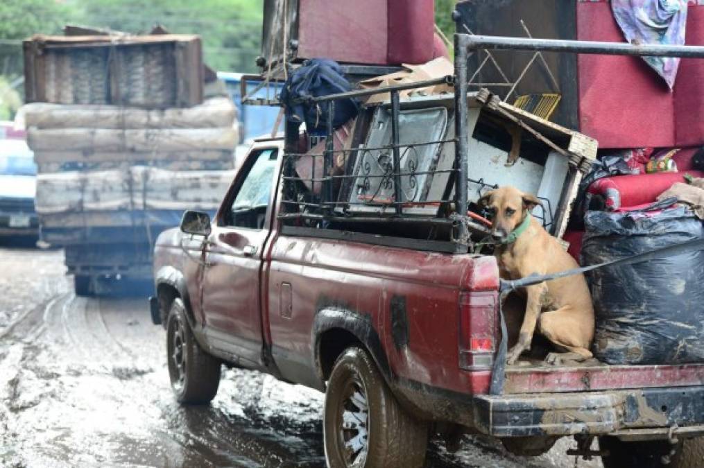 Un perro se sienta en la parte trasera de una camioneta mientras los residentes abandonan un área inundada luego del paso del huracán Eta en el municipio de Villanueva.