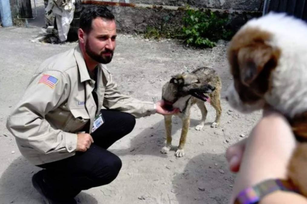 Los animales que residen en la zona afectada por la radiación, son estudiados por un grupo de voluntarios y expertos que los capturan para vacunarlos, catalogarlos y liberarlos nuevamente, con un collar con sensores de radiación.