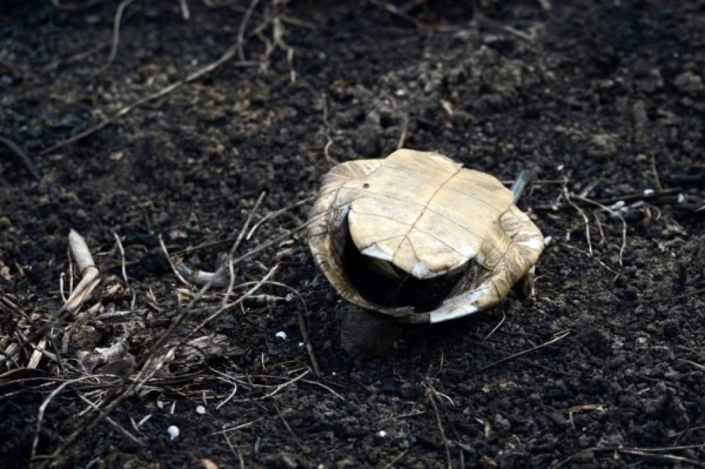 Vista del caparazón de una tortuga en la laguna secas Jucutuma en San Pedro Sula. AFP