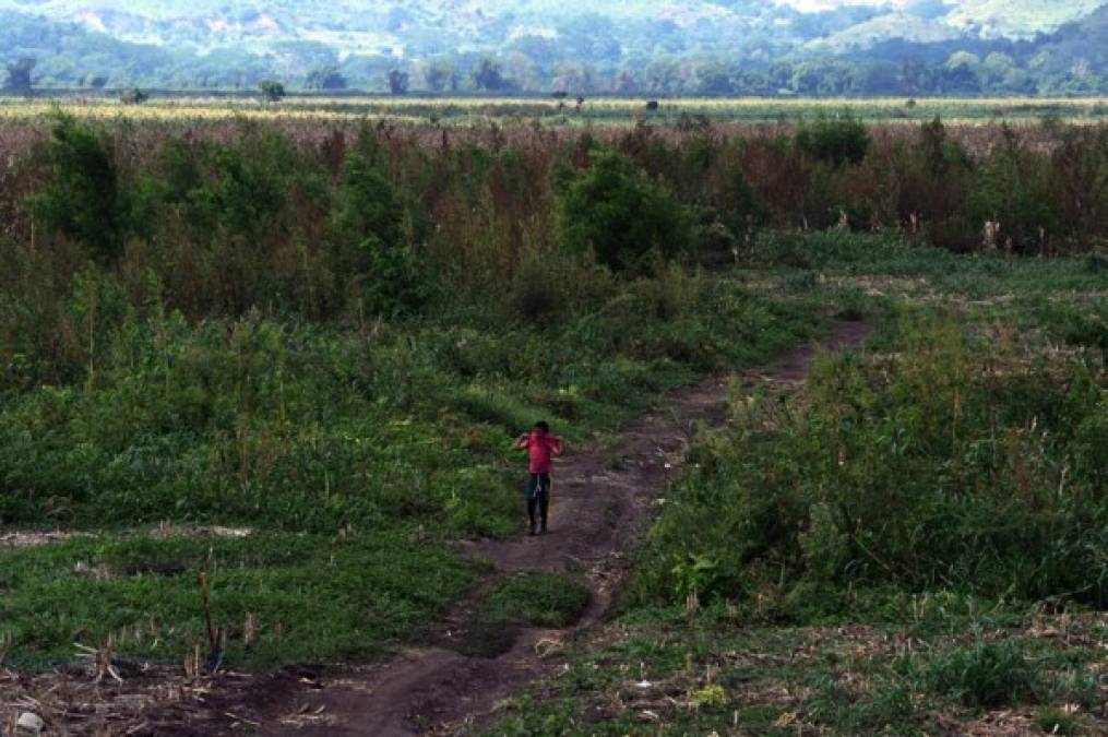 Durante décadas fue uno de los principales atractivos turísticos de la costa norte de Honduras. AFP