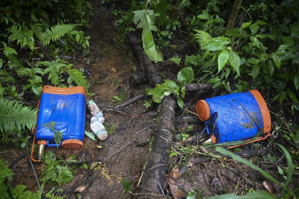 Honduras decomisó en 2021 más de 14 toneladas de cocaína y 525.125 arbustos de coca, y destruyó ocho laboratorios supuestamente dedicados a procesar drogas, según cifras oficiales. EFE