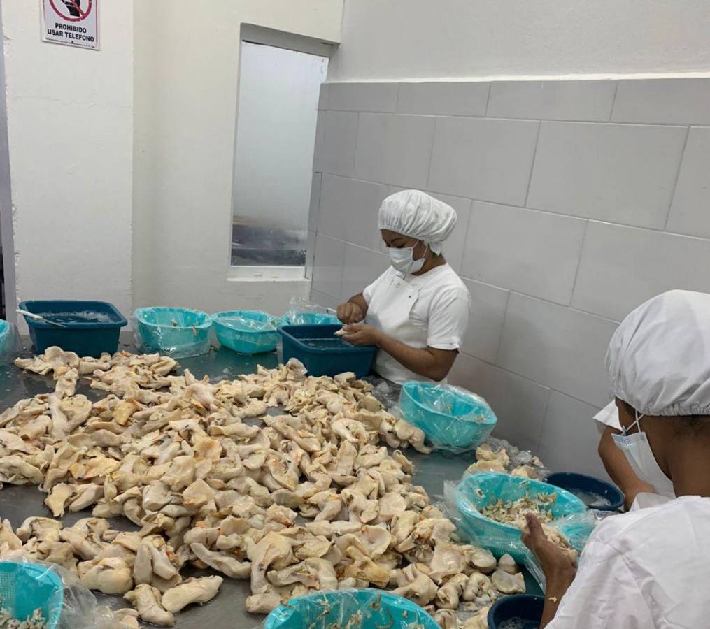 Empresarios pesqueros exigen licencias para pesca de caracol