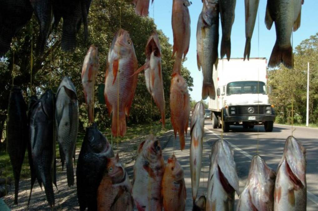 Los pescadores ofrecen su producto a la orilla de la carretera en el Lago de Yojoa, Santa Cruz.