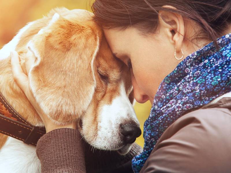 Los perros son los mejores amigos del hombre y quienes ofrecen su compañía a diario a cambio de amor y compañía. Asimismo, se estima que <b>conocen cuáles son las emociones de sus dueños e incluso cuando están enfermos</b>, gracias a sus afilados sentidos. <b>¿Por qué y cómo actúan los perros cuando huelen una enfermedad?</b>