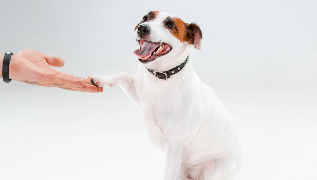 ¿Cómo cuidar las almohadillas de las patitas de su mascota?