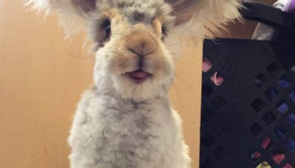 Wally: el conejo modelo