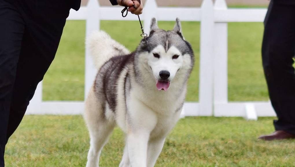 El hermoso husky ha ganado múltiples premios a lo largo de sus cinco años de vida.