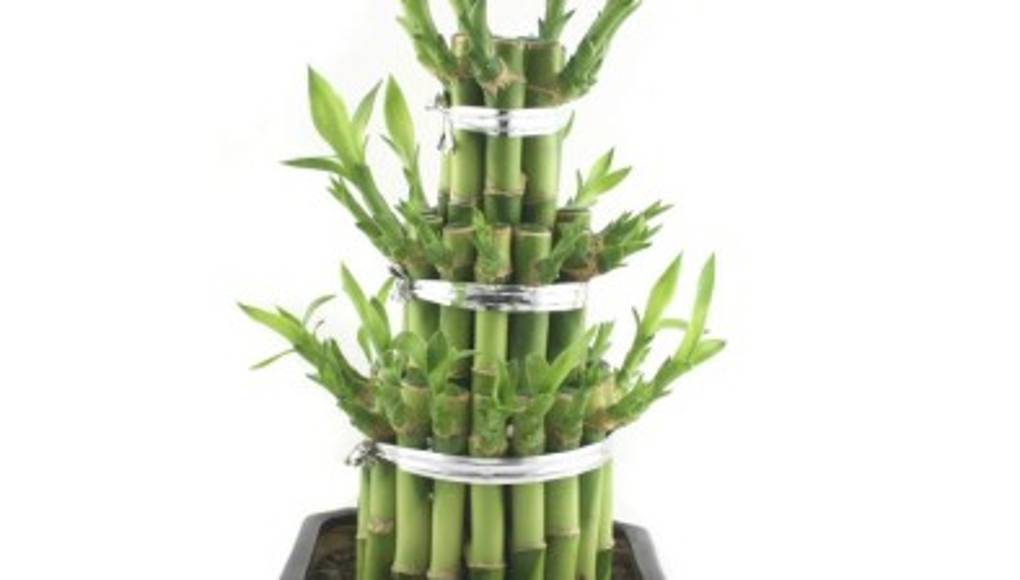 El bambú mantiene el aire limpio