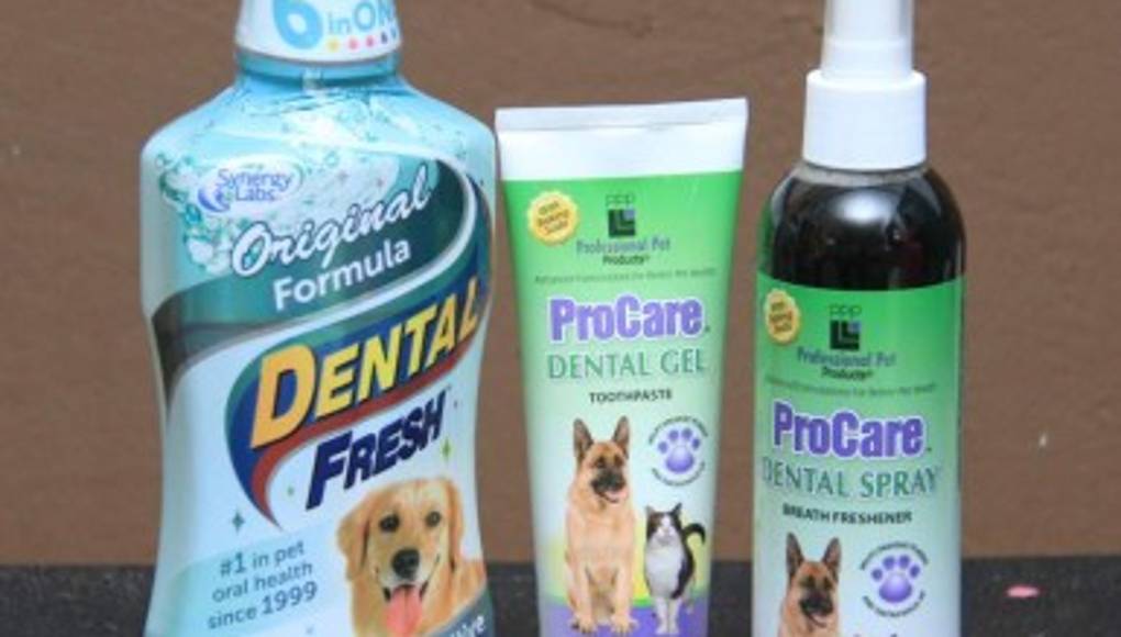 Lleva tu perro al salón