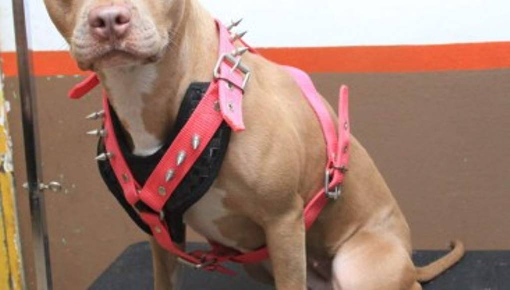 Lleva tu perro al salón