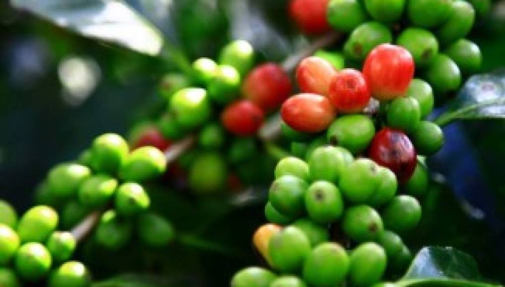 Caen divisas por café hondureño en 8.8%