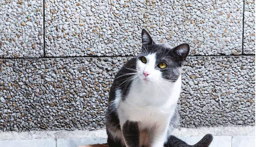 ¿Mascotas? piense en su espacio