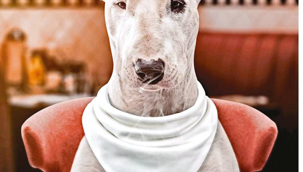 Consejos para elegir su alimentación ideal